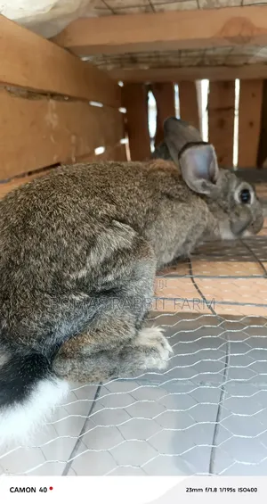 Rabbits for Sale