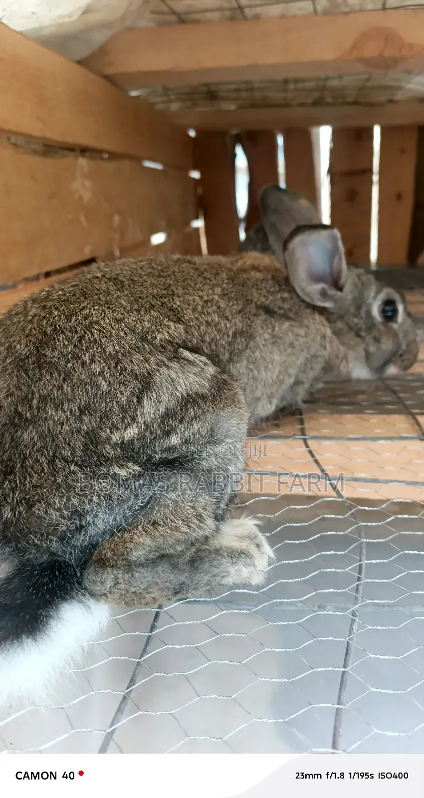 Rabbits for Sale