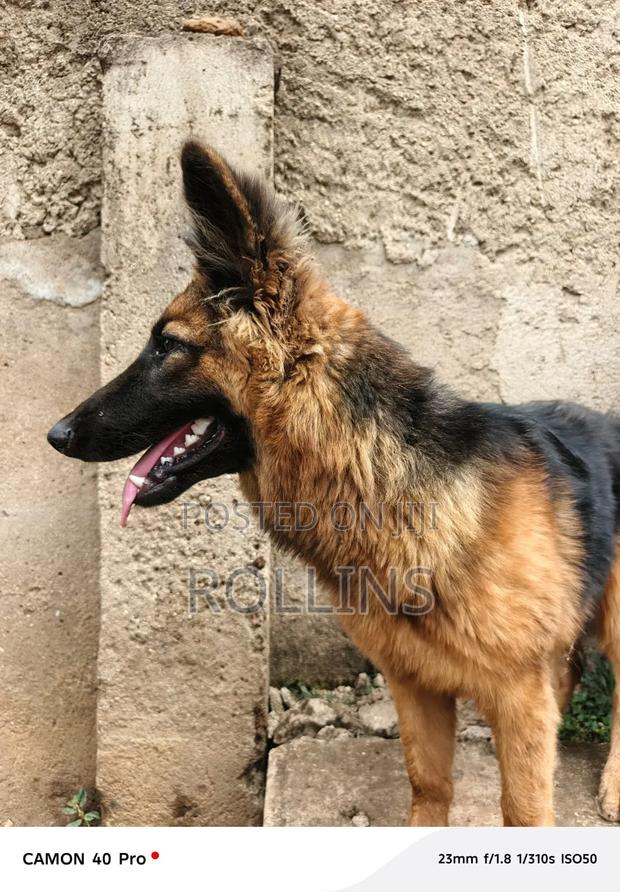 6-12 months Male Purebred German Shepherd