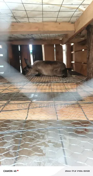Rabbits for Sale