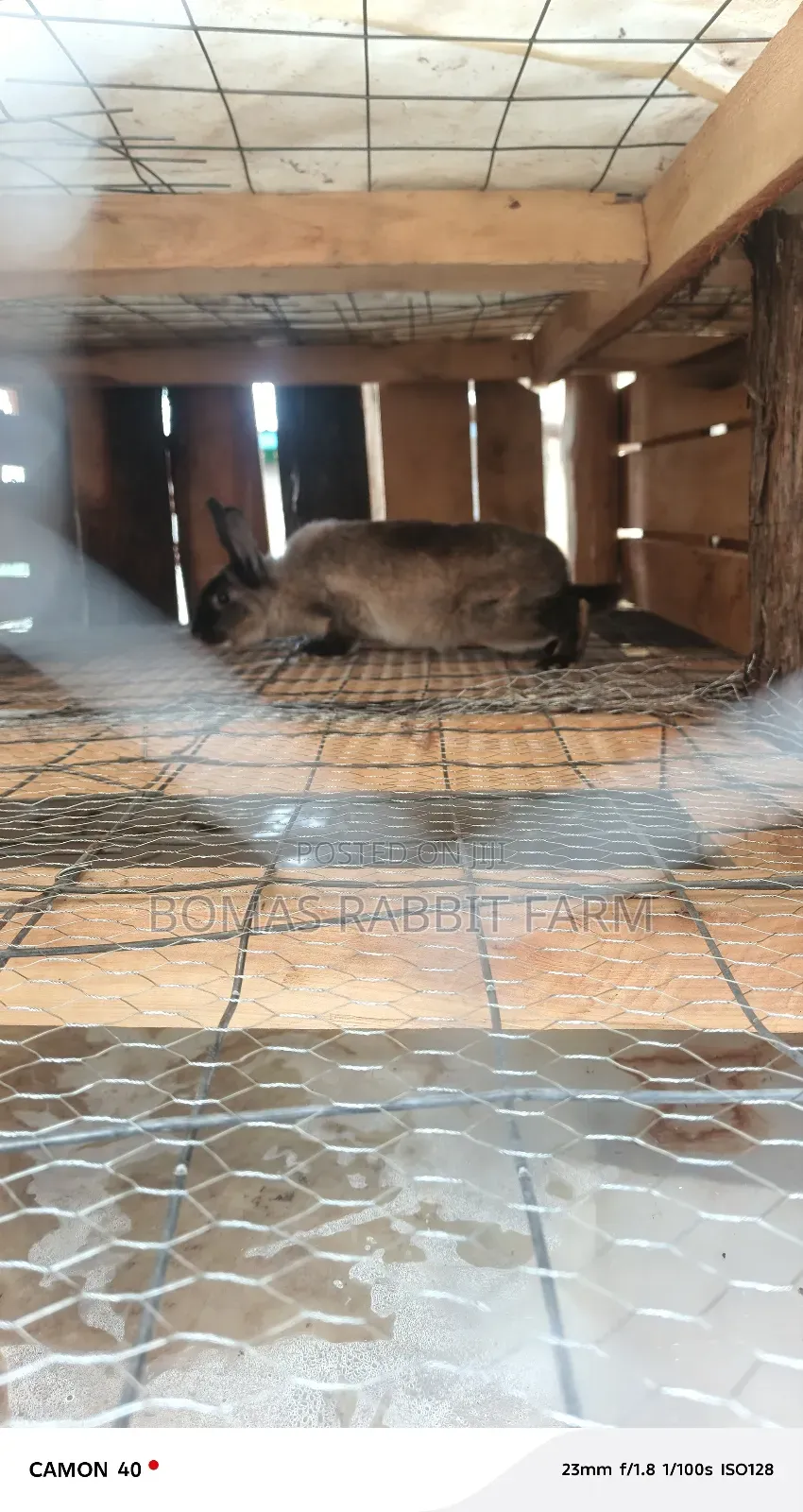 Rabbits for Sale