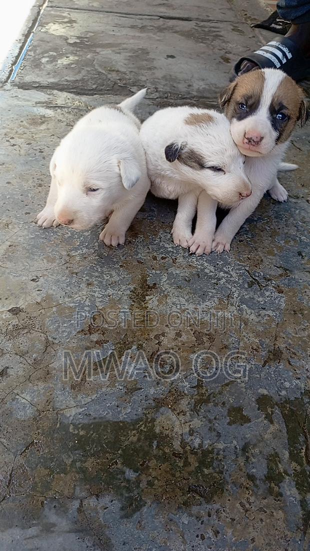 1-3 months Male Mixed Breed Mongrel (No Breed)