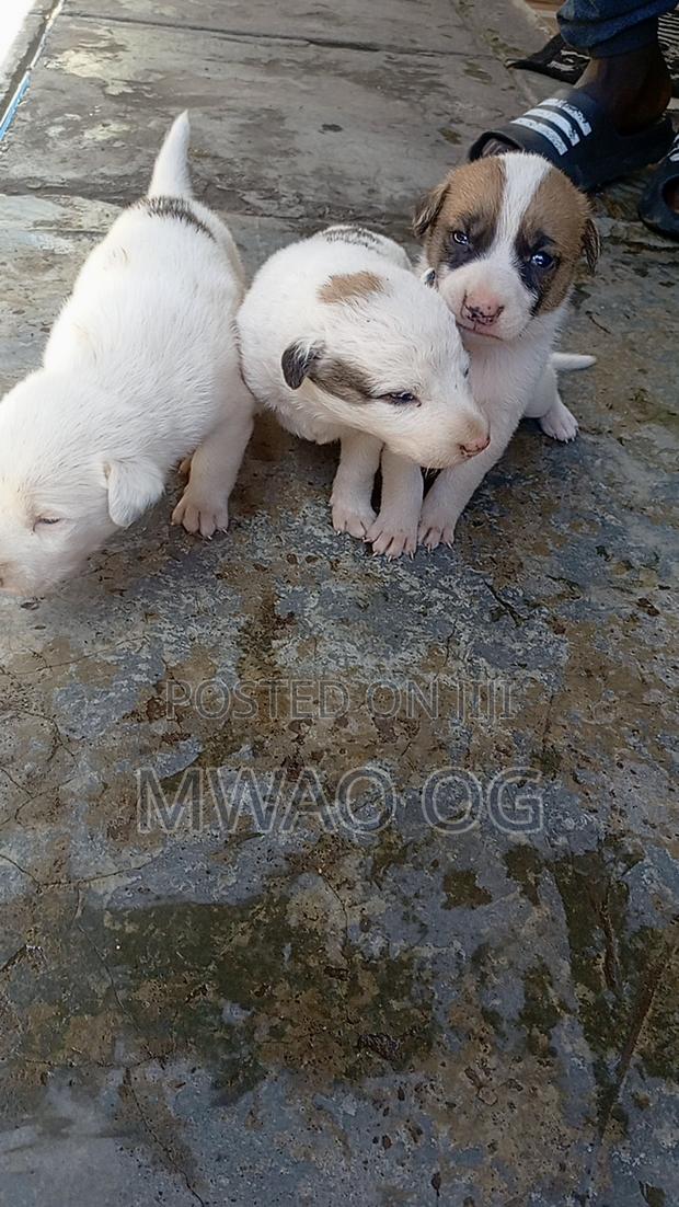 1-3 months Male Mixed Breed Mongrel (No Breed) - thumbnail 3
