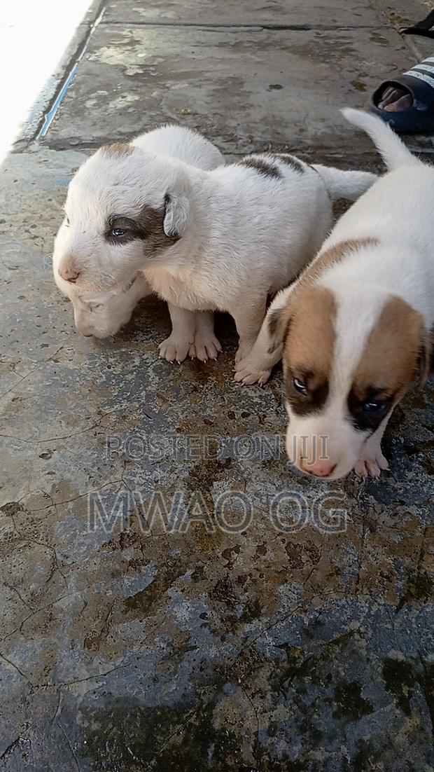 1-3 months Male Mixed Breed Mongrel (No Breed) - thumbnail 4