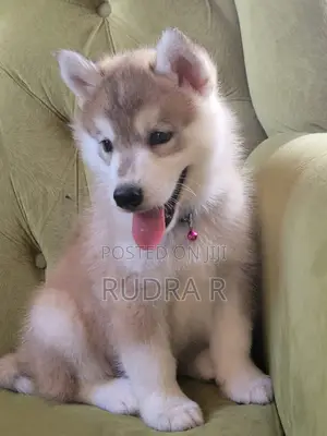 1-3 months Male Purebred Siberian Husky