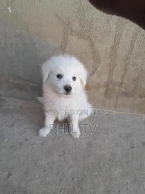 1-3 months Male Purebred Japanese Spitz - thumbnail 2