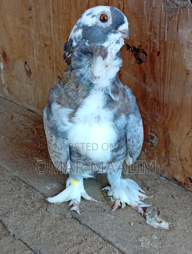 Sartinate Short Beak - thumbnail 2