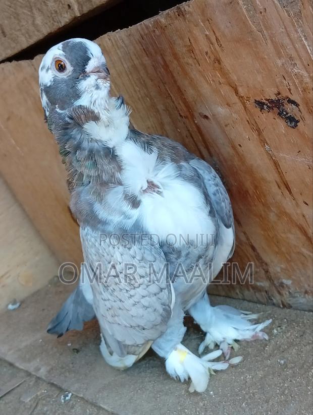 Sartinate Short Beak - thumbnail 3