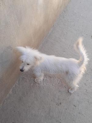 1+ year Female Purebred Havanese - thumbnail 2