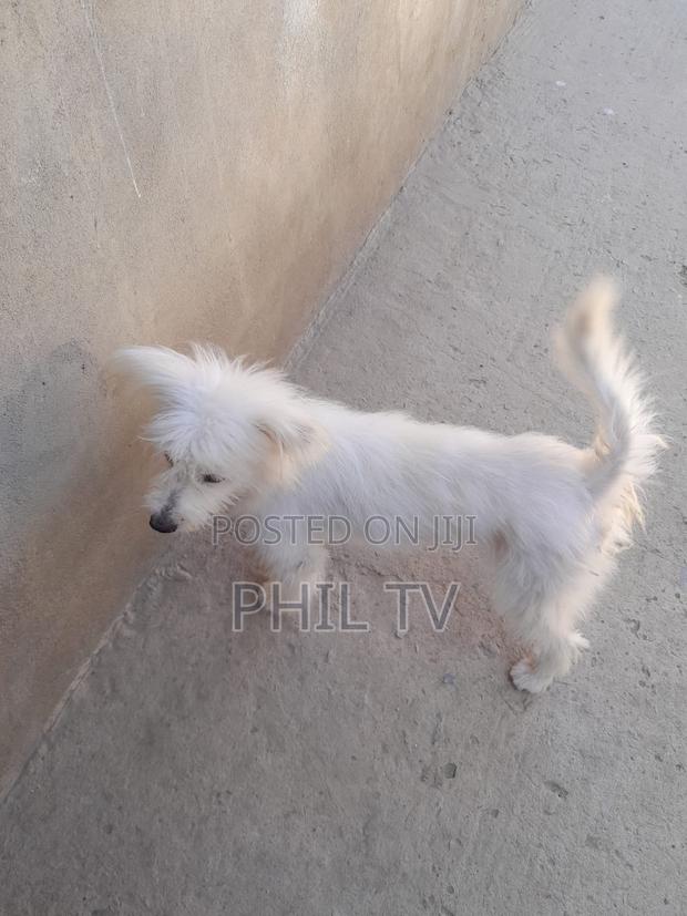 1+ year Female Purebred Havanese - main view