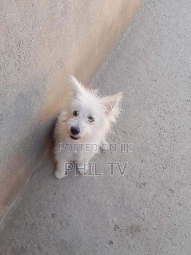 1+ year Female Purebred Havanese - thumbnail 3