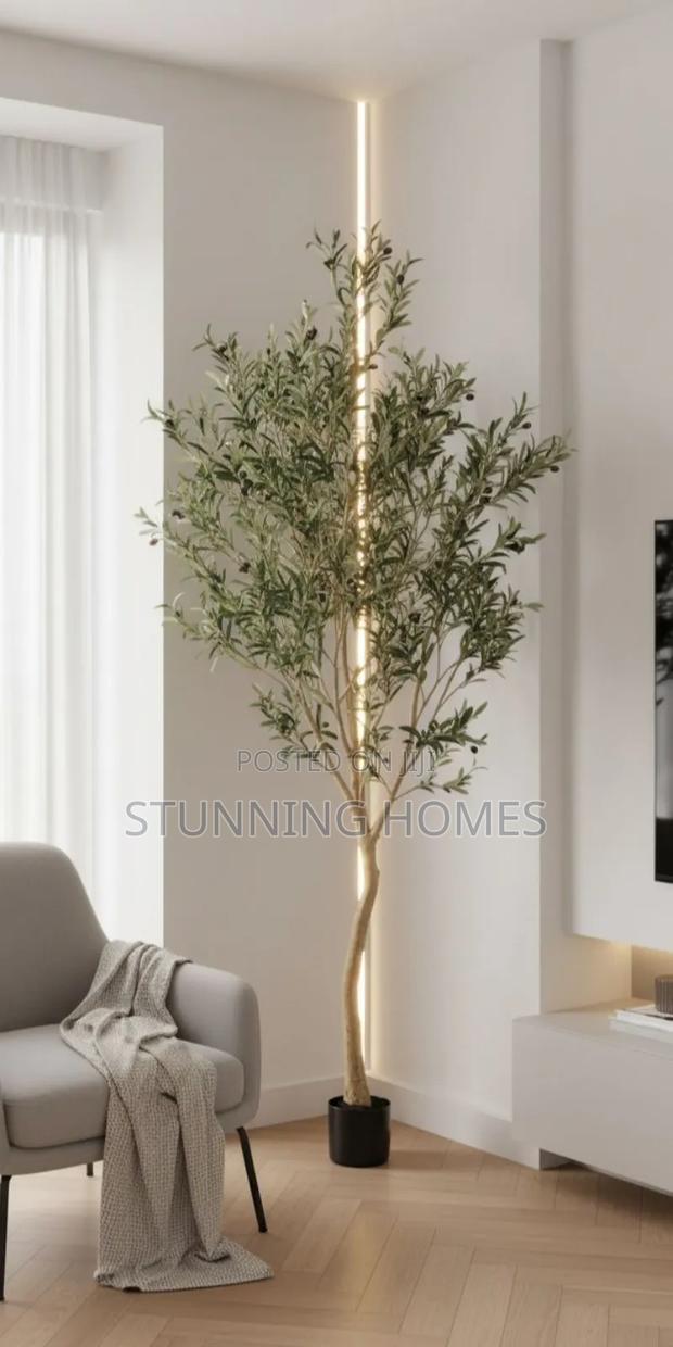 1.6m Olive Plant