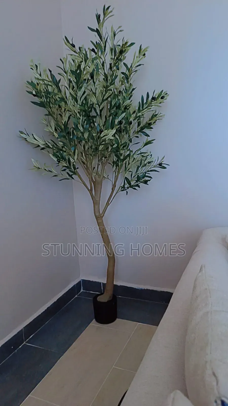 1.6m Olive Plant