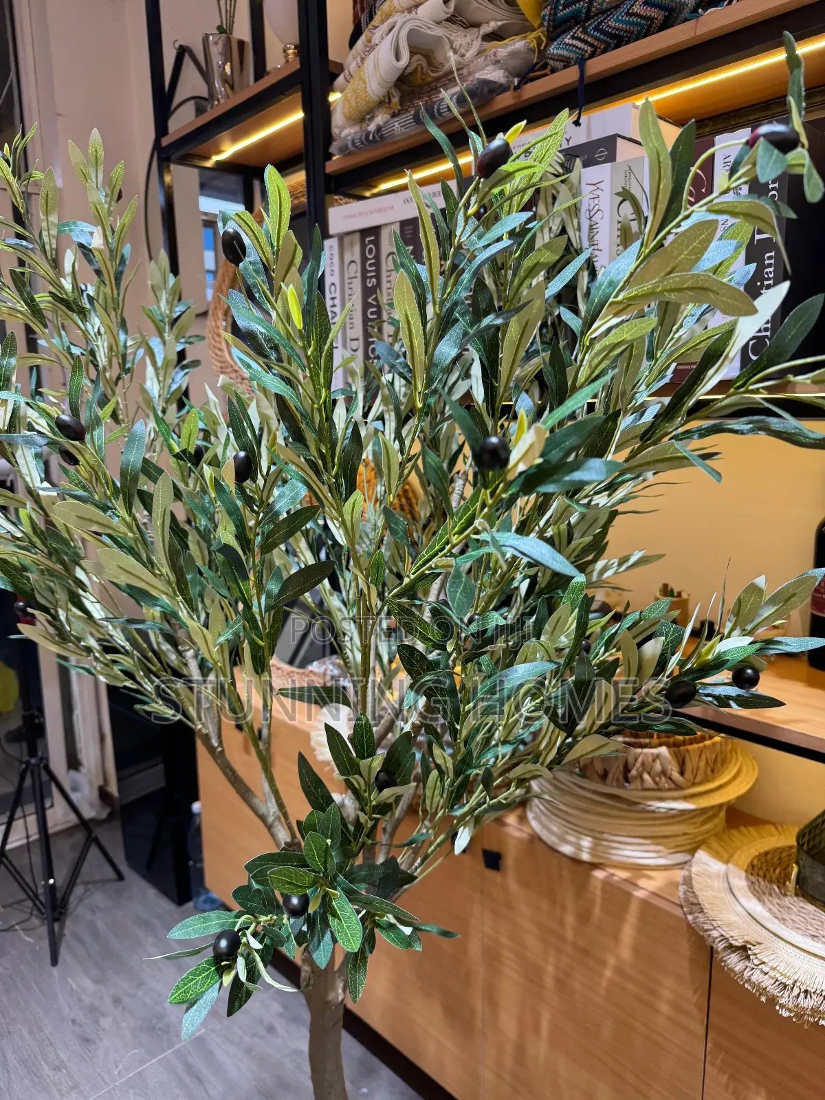 1.6m Olive Plant