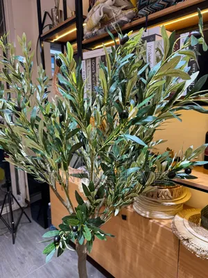1.6m Olive Plant