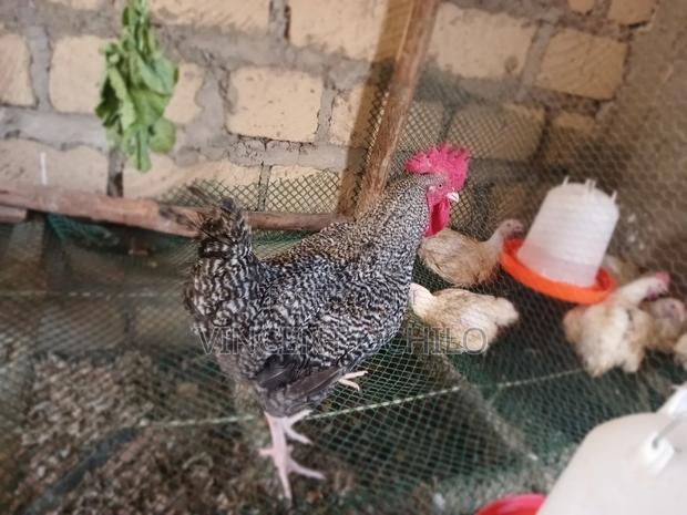 Kienyeji Chicken - main view