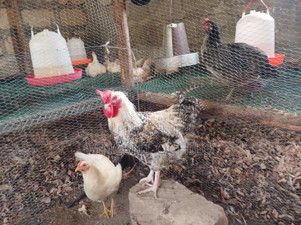 Kienyeji Chicken - thumbnail 2