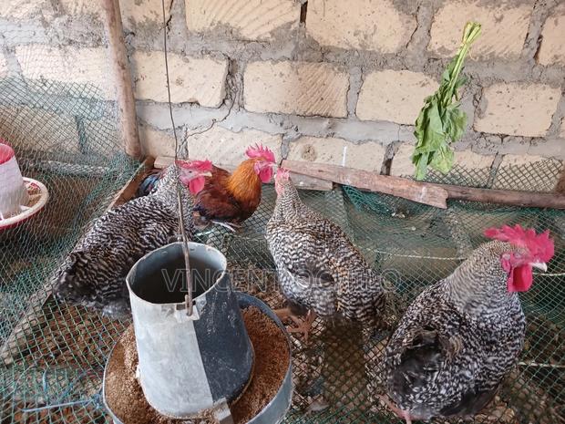 Kienyeji Chicken - thumbnail 3