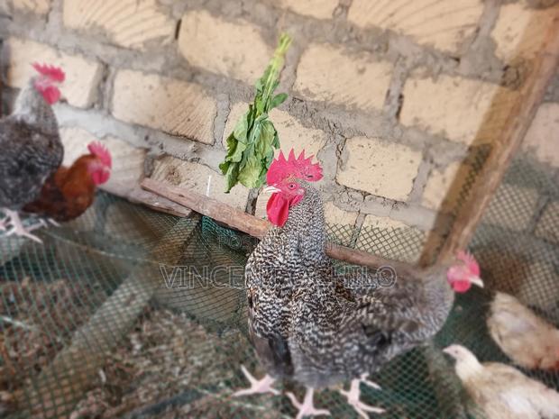 Kienyeji Chicken - thumbnail 4