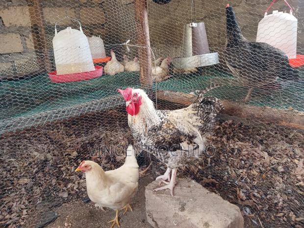 Kienyeji Chicken - thumbnail 5