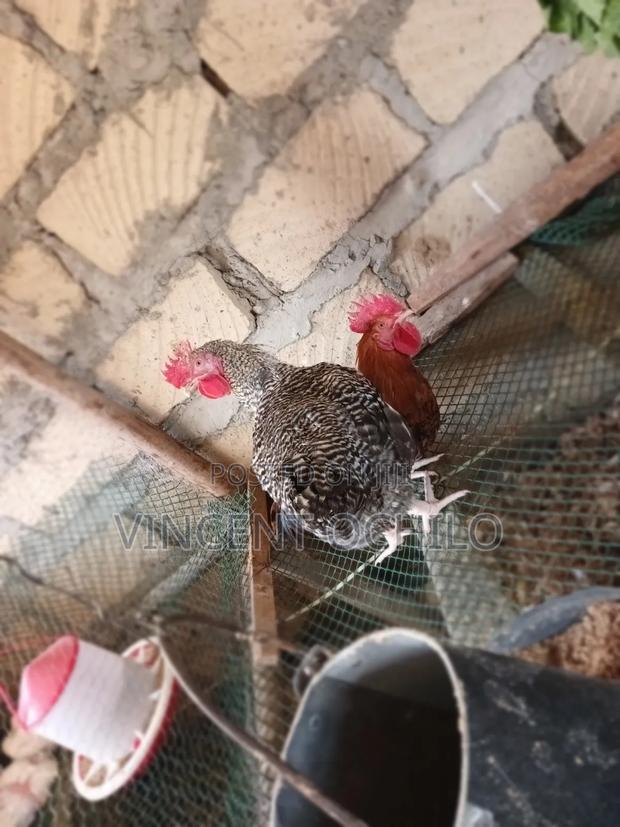Kienyeji Chicken - thumbnail 6