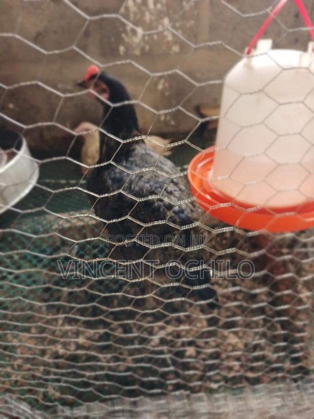 Kienyeji Chicken - thumbnail 7
