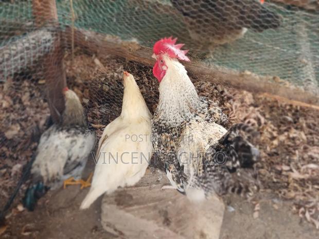 Kienyeji Chicken - thumbnail 8