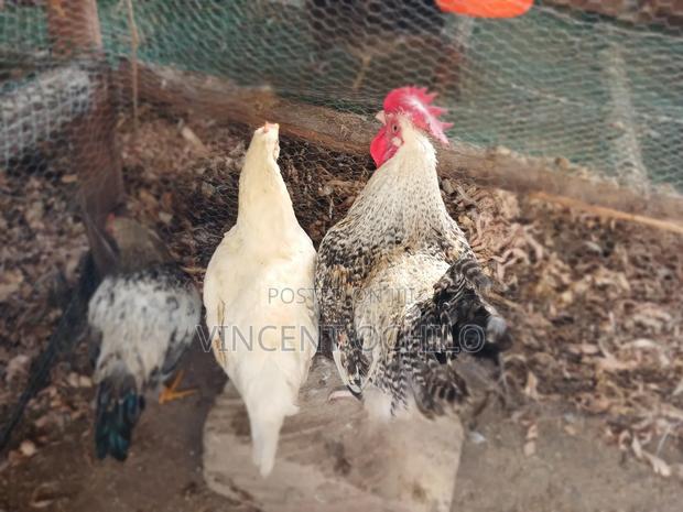 Kienyeji Chicken - thumbnail 9