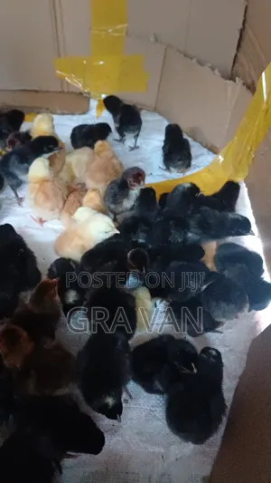 Improved Kienyeji Day Old Chick Available