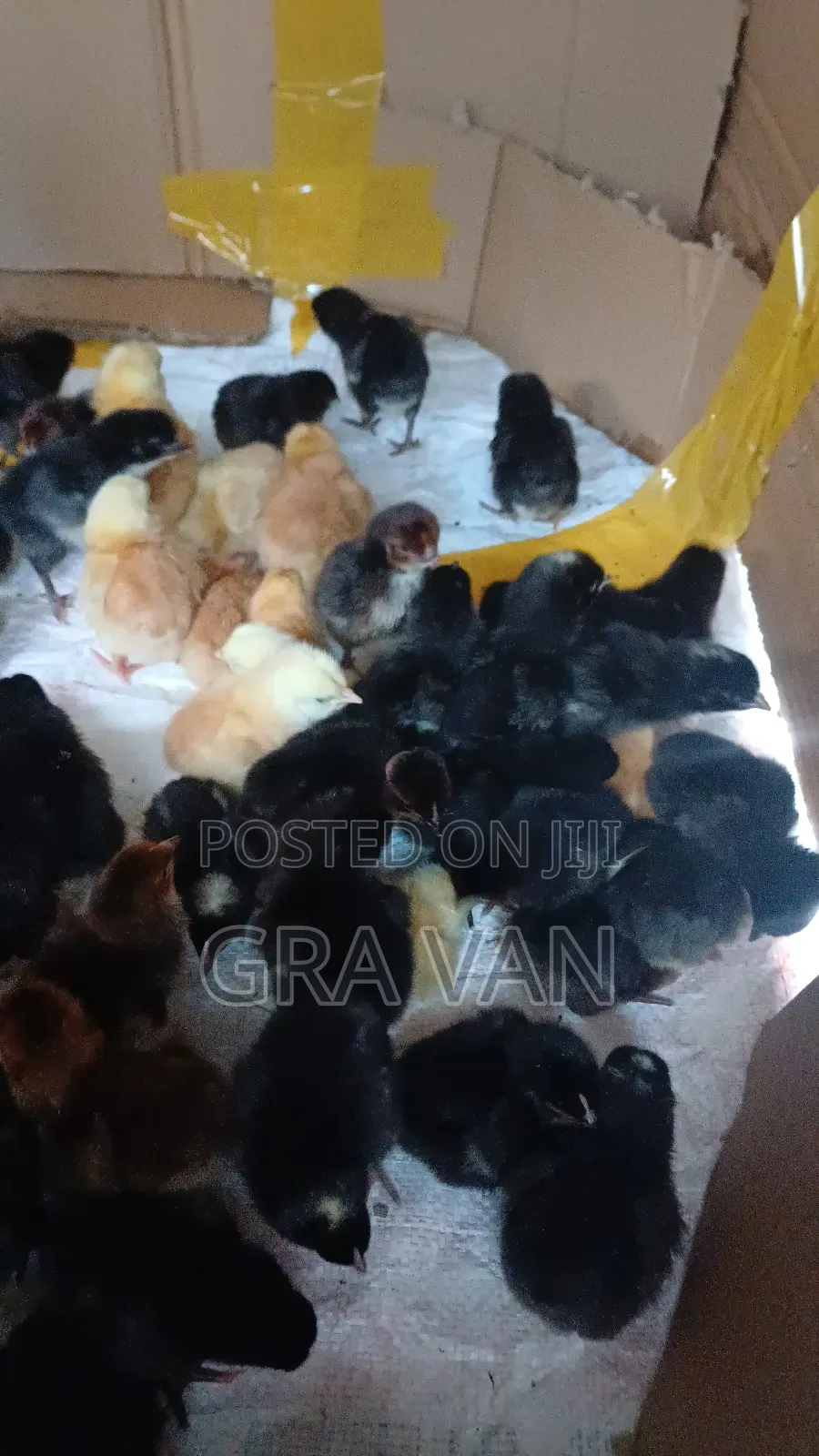 Improved Kienyeji Day Old Chick Available