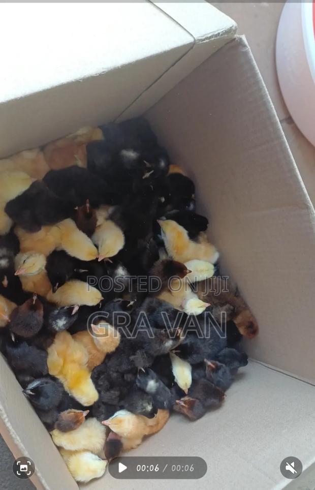 Improved Kienyeji Day Old Chick Available - thumbnail 2
