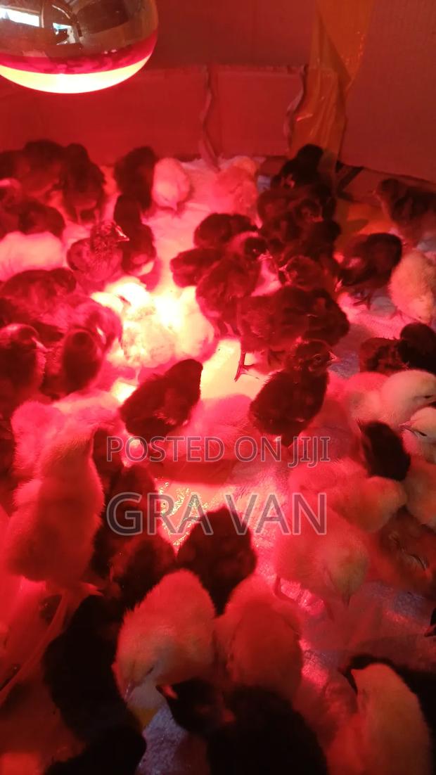 Improved Kienyeji Day Old Chick Available - thumbnail 4