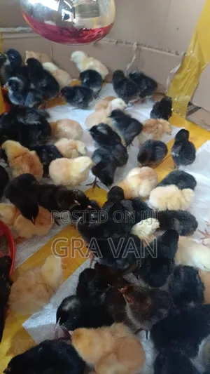 Improved Kienyeji Day Old Chick Available