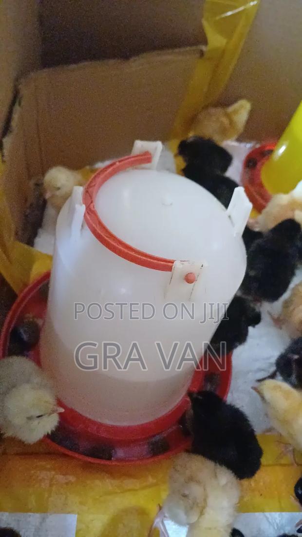 Improved Kienyeji Day Old Chick Available - thumbnail 6
