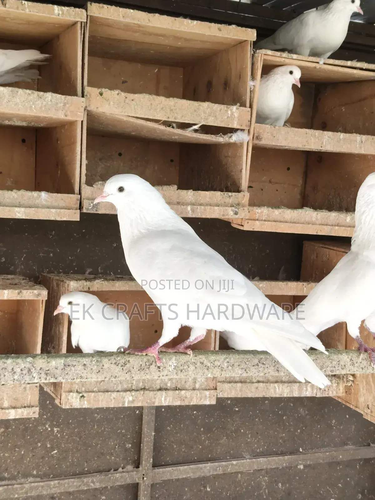 Pigeons For Sale
