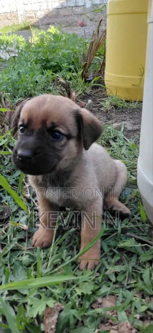 1-3 months Female Mixed Breed German Shepherd