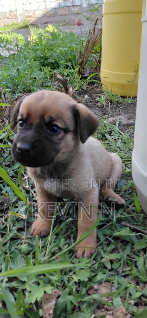 1-3 months Female Mixed Breed German Shepherd
