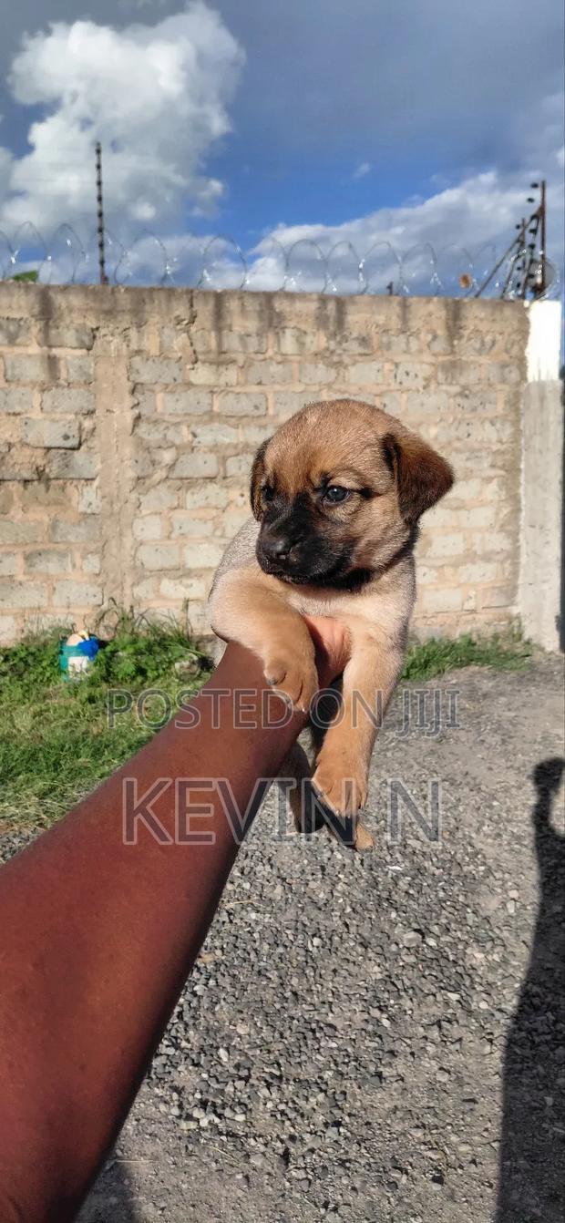 1-3 months Female Mixed Breed German Shepherd - thumbnail 2