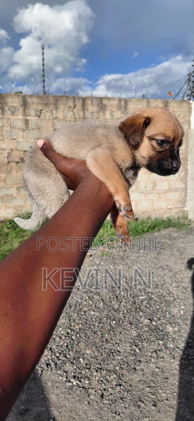 1-3 months Female Mixed Breed German Shepherd - thumbnail 3