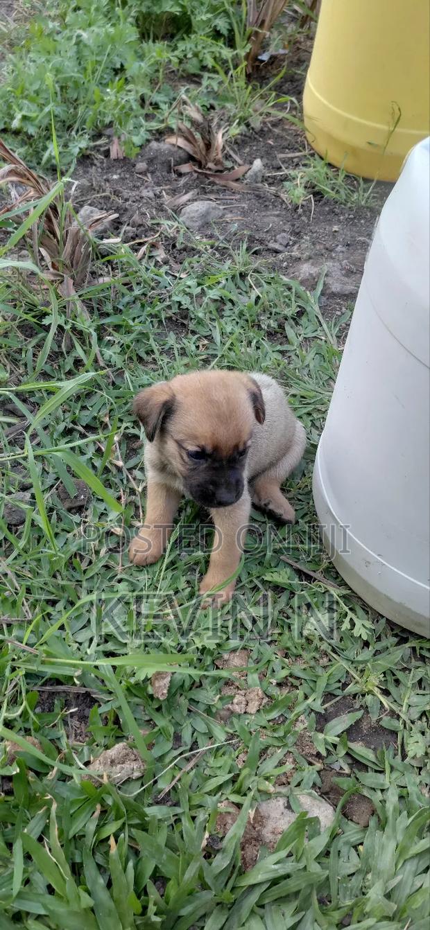 1-3 months Female Mixed Breed German Shepherd - thumbnail 4
