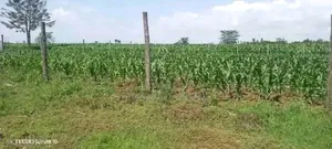 50*100 Plots in Nakuru,Sobea