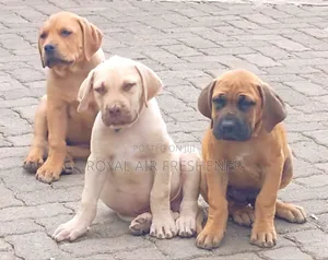 1-3 months Male Purebred Boerboel