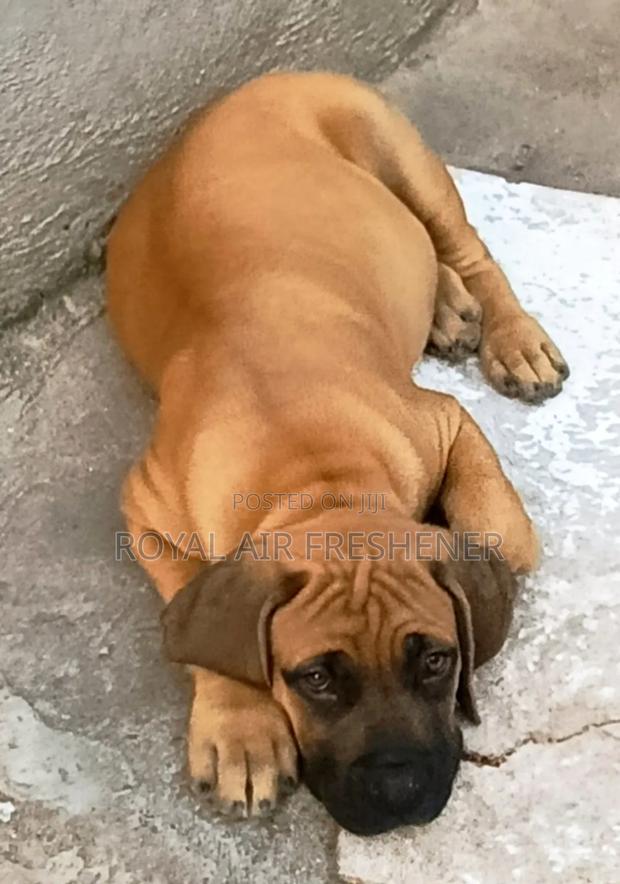 1-3 months Male Purebred Boerboel - thumbnail 2