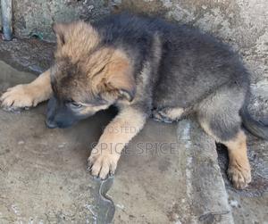 1-3 months Male Purebred German Shepherd - thumbnail 2