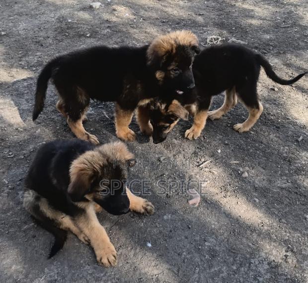 1-3 months Male Purebred German Shepherd - thumbnail 3