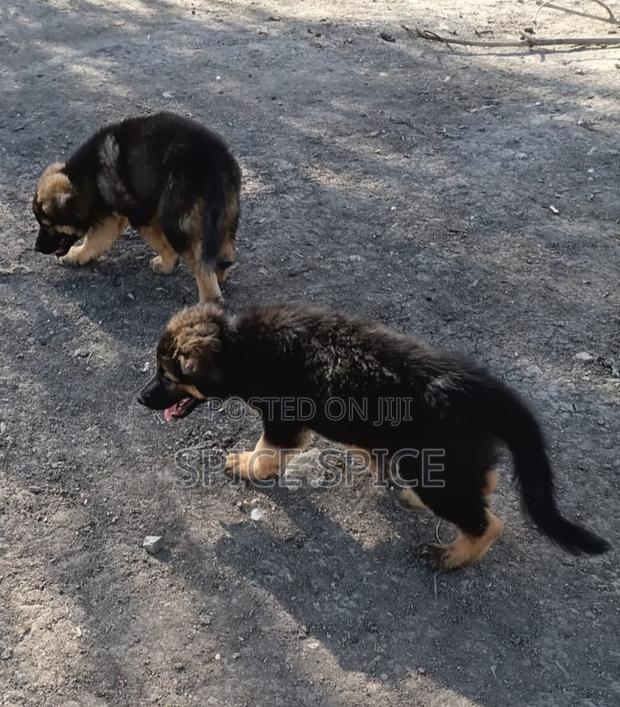 1-3 months Male Purebred German Shepherd - thumbnail 4