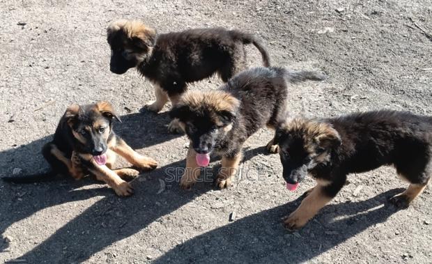 1-3 months Male Purebred German Shepherd - thumbnail 5