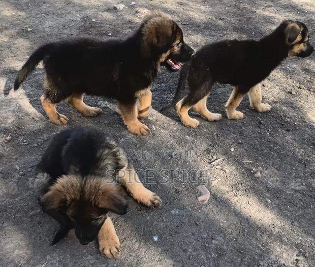 1-3 months Male Purebred German Shepherd - thumbnail 6