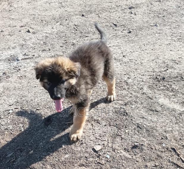 1-3 months Male Purebred German Shepherd - thumbnail 7