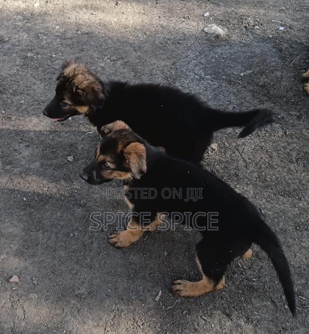 1-3 months Male Purebred German Shepherd - thumbnail 8